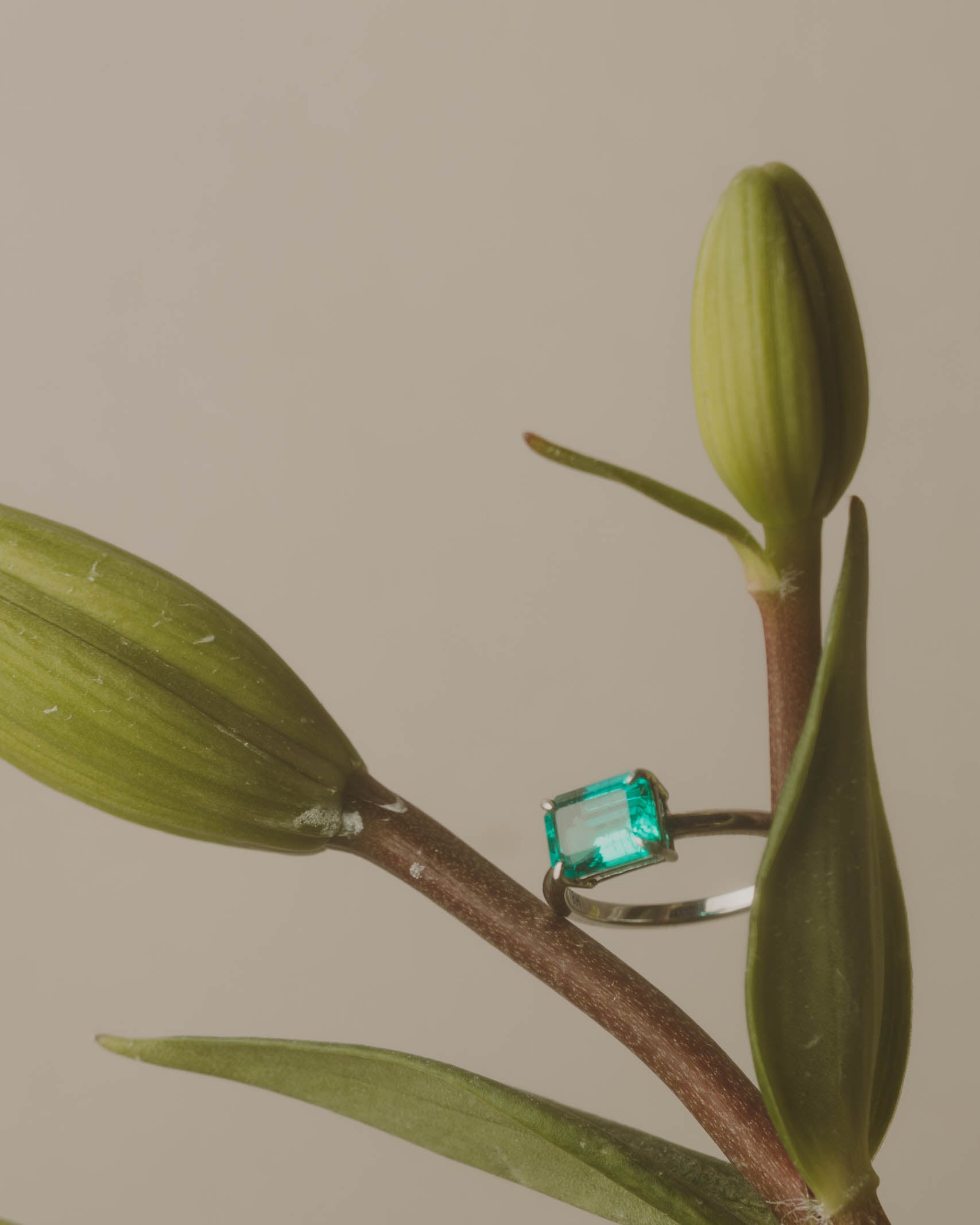 Anillo Alexa