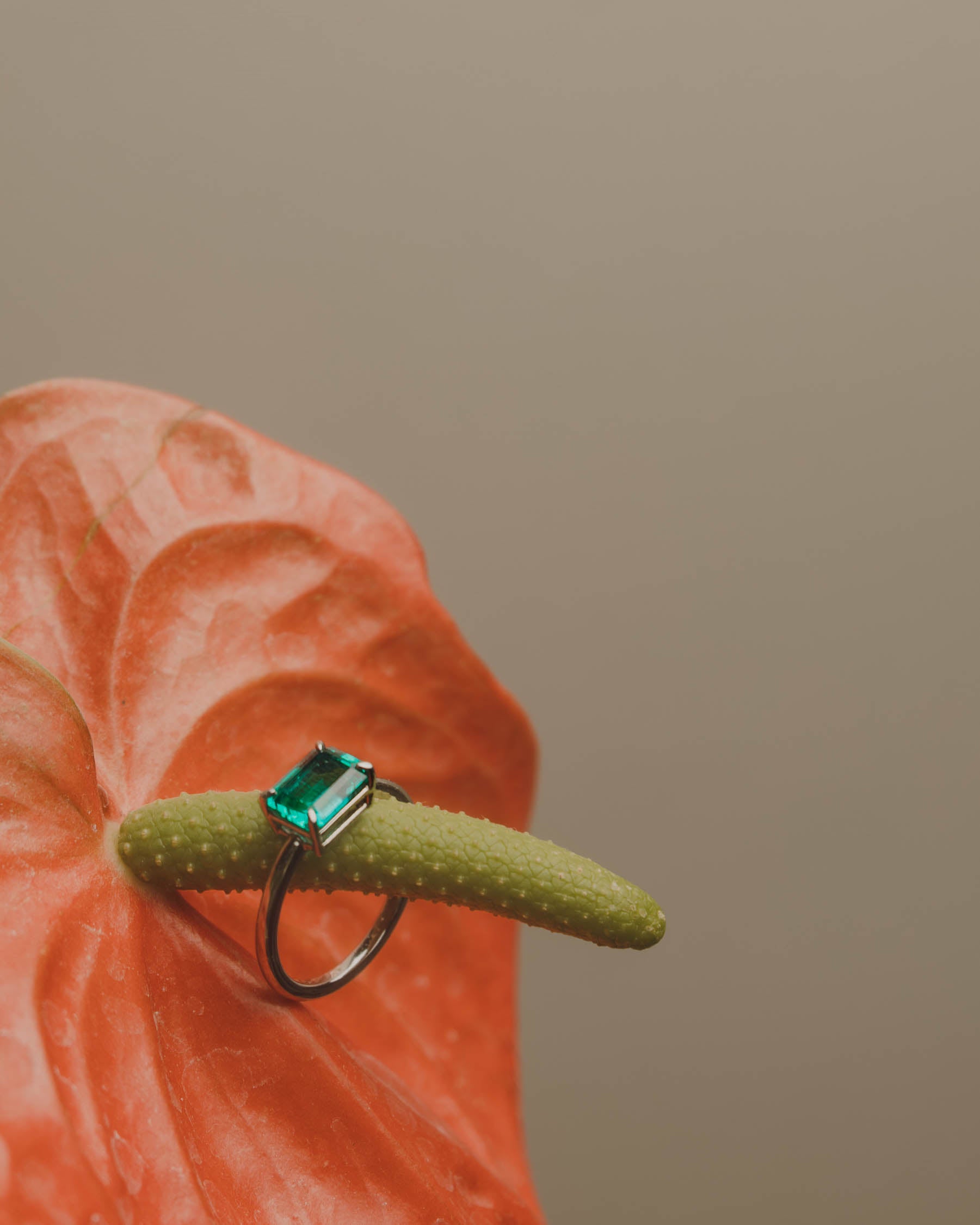 Anillo Alexa